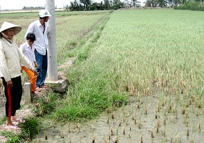 Several areas under spring-summer rice cultivation have been destroyed from salt intrusion in Soc Trang Province (Photo: SGGP) Several areas under spring-summer rice cultivation have been destroyed from salt intrusion in Soc Trang Province (Photo: SGGP)